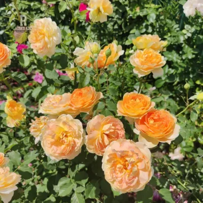 ROSE, DA, MOLINEUX, #3