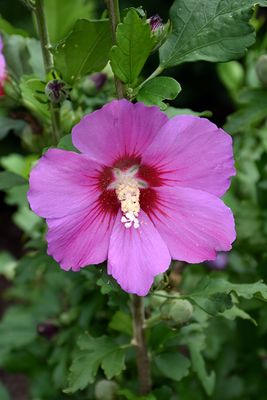 ROSE OF SHARON, VIOLET SATIN #6