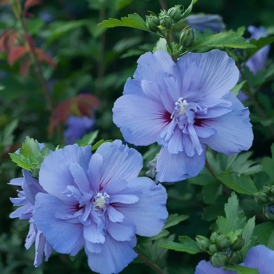 ROSE OF SHARON, BLUE CHIFFON, #3