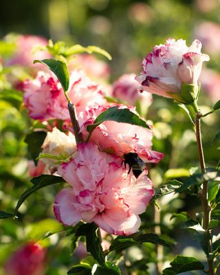 ROSE OF SHARON, DANICA #6