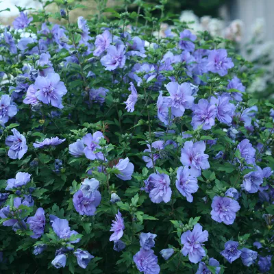 ROSE OF SHARON, BLUE CHIFFON, #7 TF