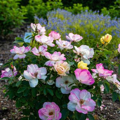 ROSE, PEACH LEMONADE, #3