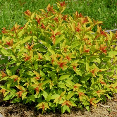 SPIREA, GOLDFLAME, #3