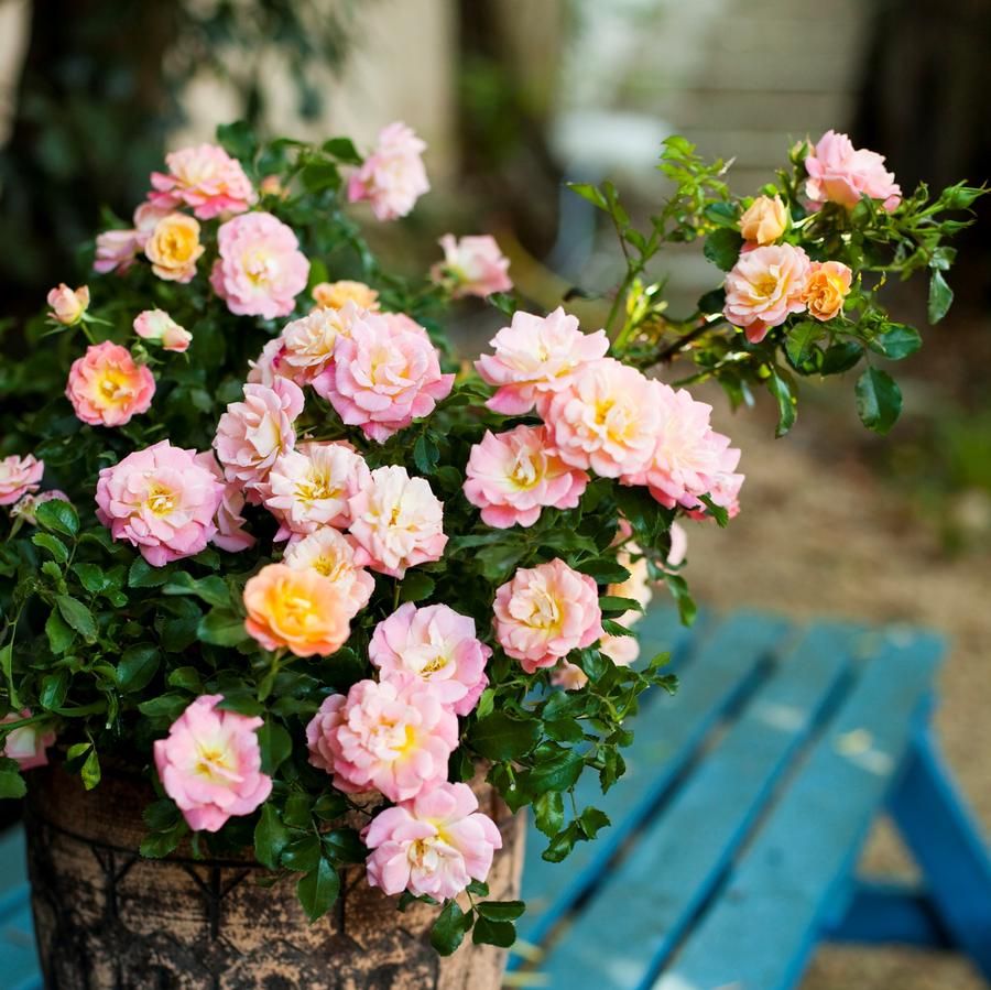 ROSE, PEACH DRIFT #2