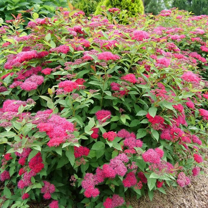 SPIREA, DOUBLE PLAY RED, #3
