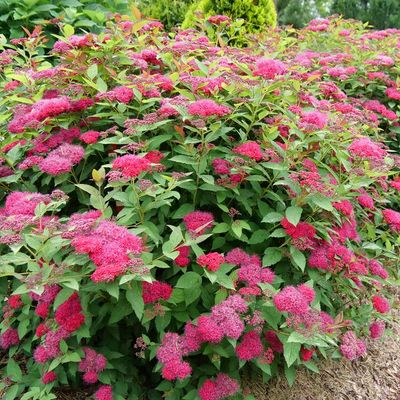 SPIREA, DOUBLE PLAY RED, #3