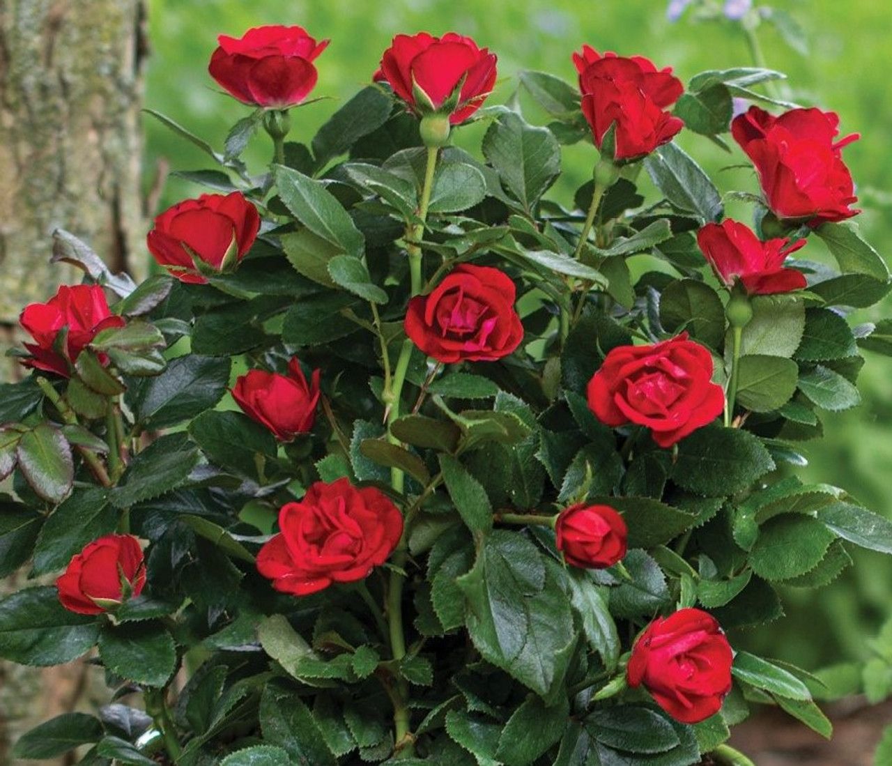 ROSE, PETITIE KNOCK OUT, #3