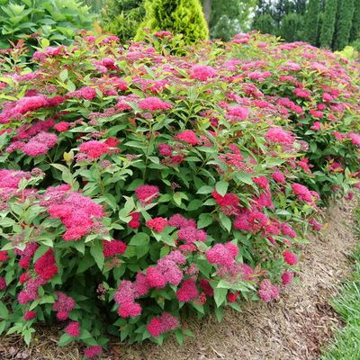 SPIREA, DOUBLE PLAY DOOZIE PINK, #3