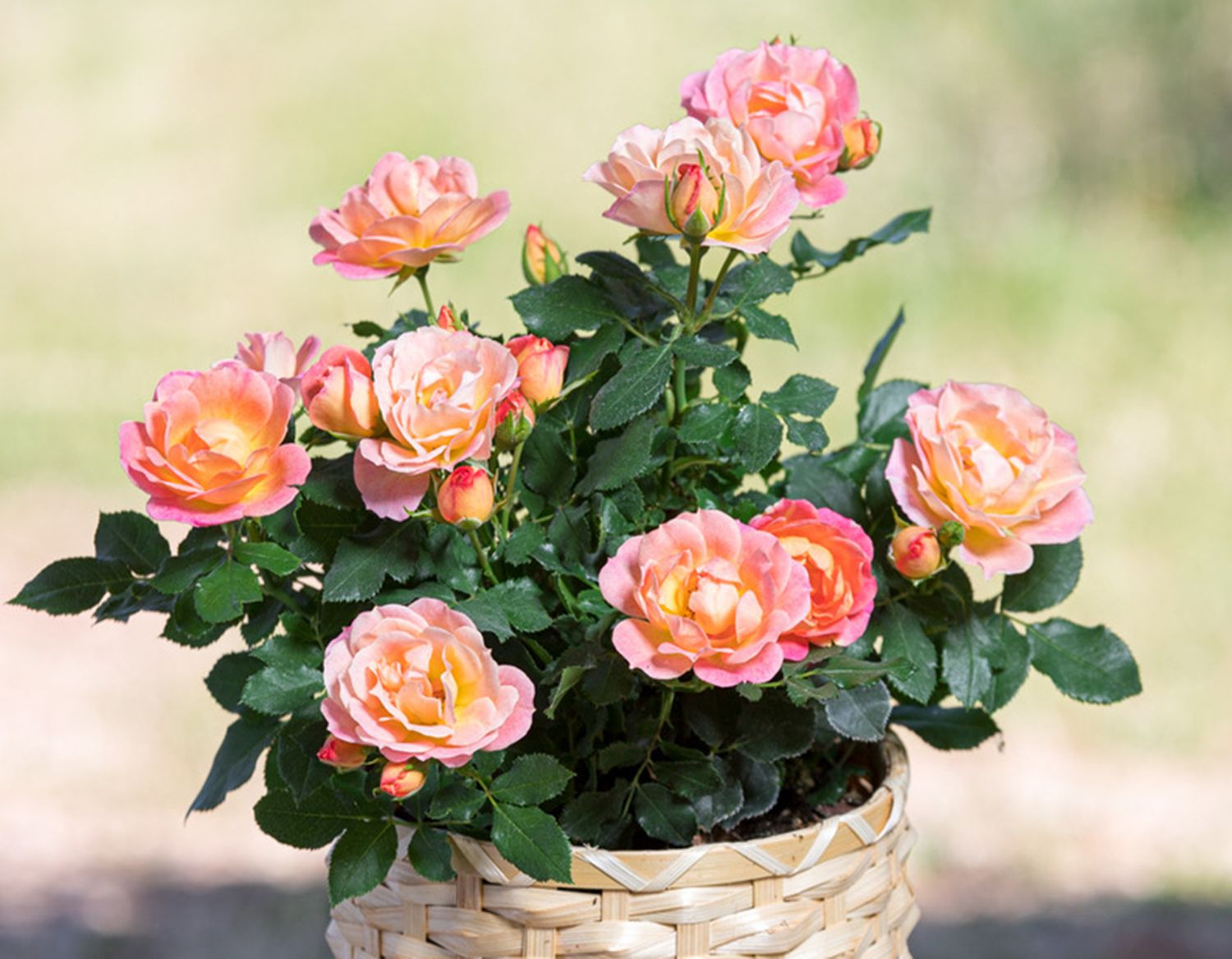 ROSE, SUNBLAZE PEACH, PATIO POT