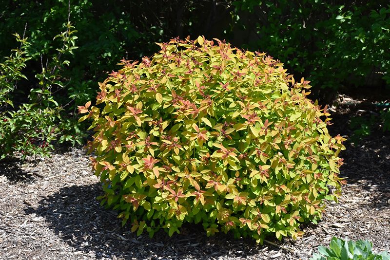 SPIREA, DOUBLE PLAY CANDY CORN, #2