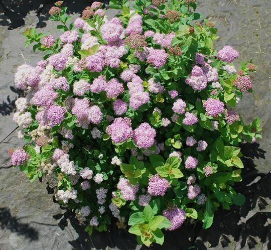 SPIREA BET., PINK SPARKLER, #3