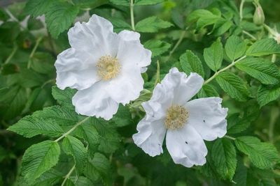 ROSE, RUGOSA, ALBA, #3