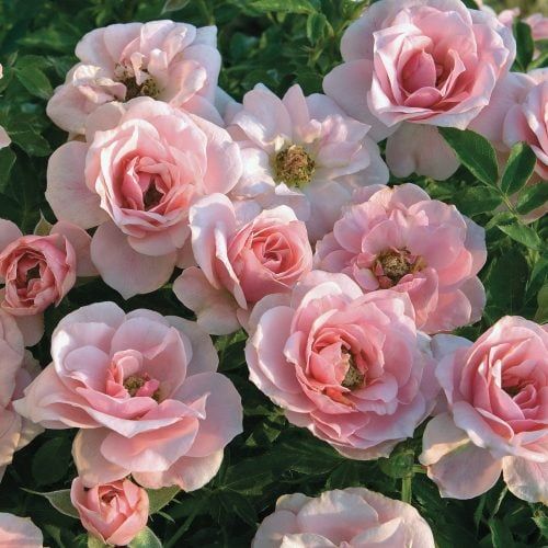 ROSE, SUNBLAZE PINK, PATIO POT