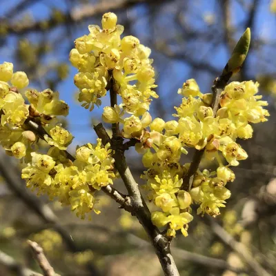 SPICEBUSH (LINDERA), #3