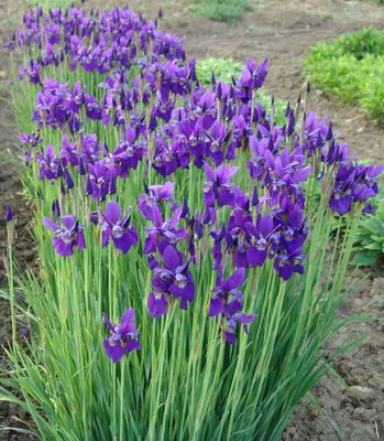 SIBERIAN IRIS CAESARS #2