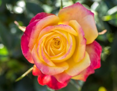 ROSE, SUNBLAZE, RAINBOW, PATIO POT