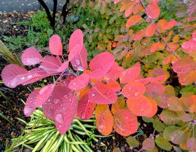 SMOKEBUSH, ROYAL PURPLE, #10