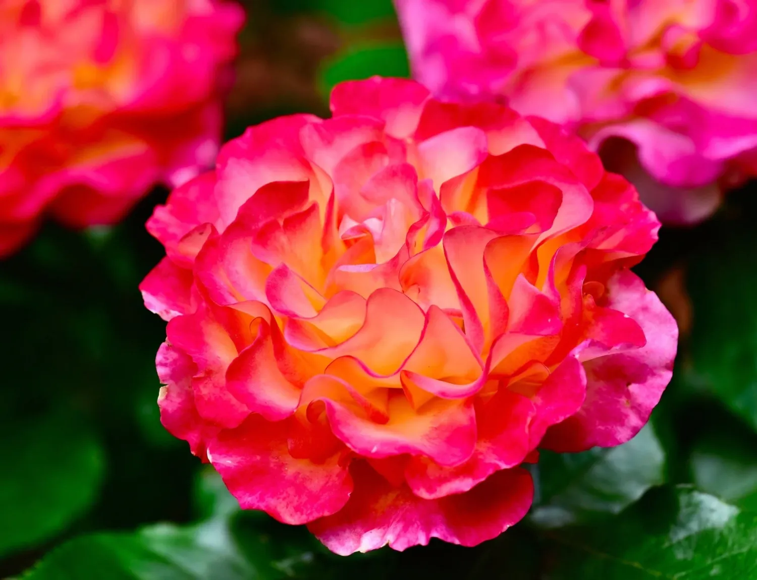 ROSE, TRUE SINCERITY, #2