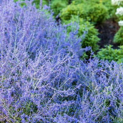 RUSSIAN SAGE ATRIPLICIFOLIA #1