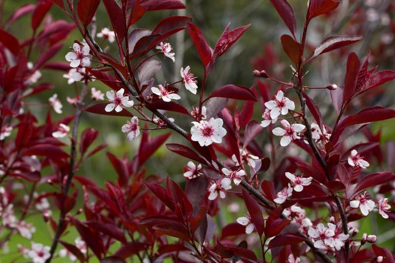 SAND CHERRY (PRUNUS), #3