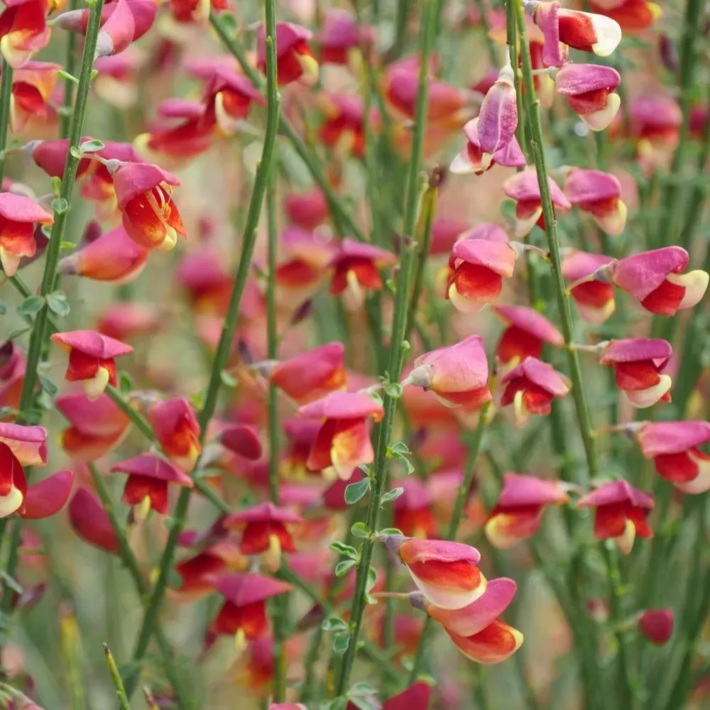 SCOTCH BROOM, SISTER ROSIE, #3