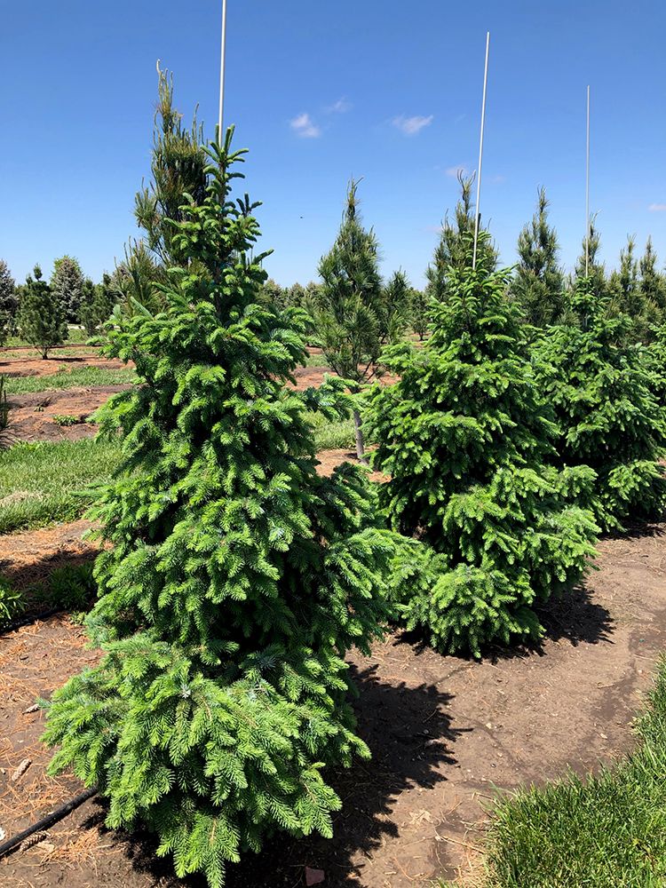 SERBIAN SPRUCE, 4FT, BB