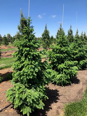 SERBIAN SPRUCE, 4FT, BB