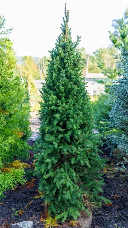 EVERGREEN TREE