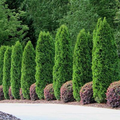 ARBORVITAE, EMERALD GREEN, #7