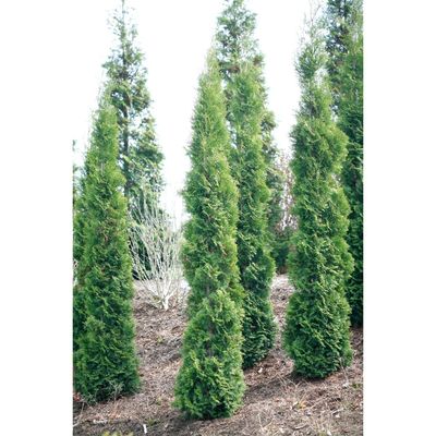 ARBORVITAE, FULL SPEED A-HEDGE, #7