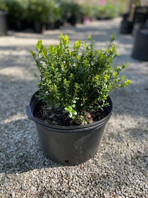 BOXWOOD, LITTLE MISSY, #3