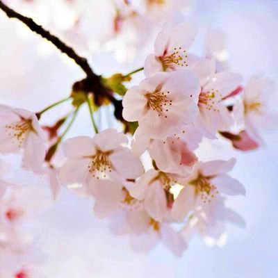 CHERRY, WEEPING, SNOW FOUNTAIN, #15