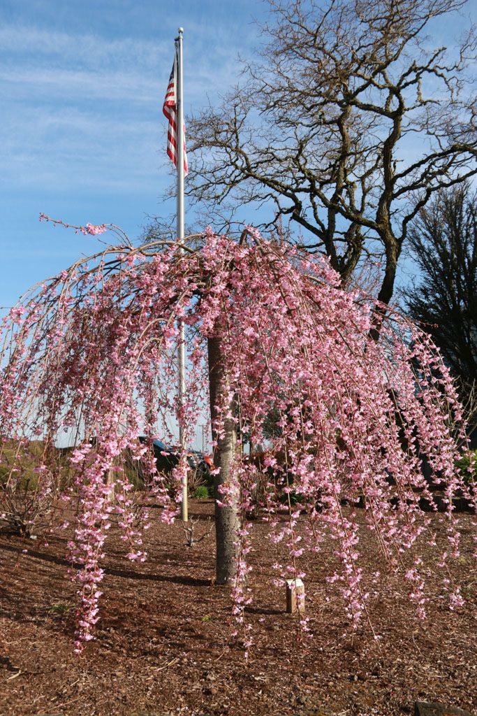 CHERRY, WEEPING, PINK CASCADE, #15