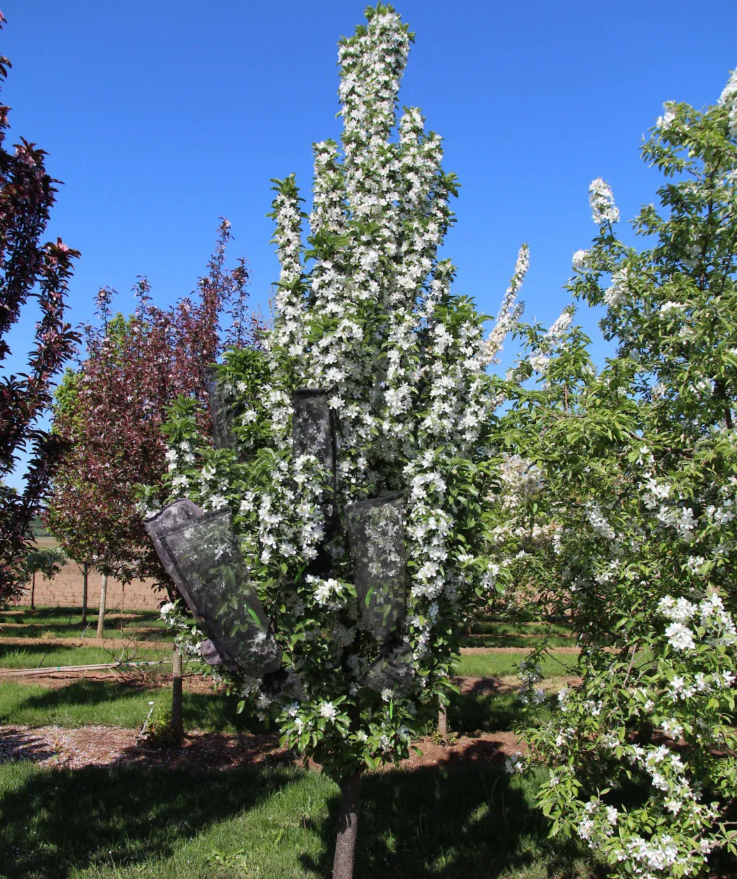 CRABAPPLE, IVORY SPEAR, #15