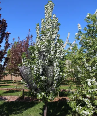 CRABAPPLE, IVORY SPEAR, #15