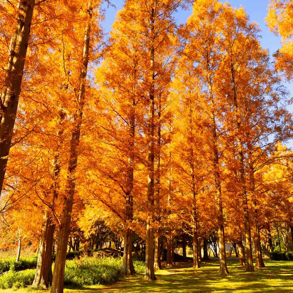 DAWN REDWOOD, AMBER GLOW, #15