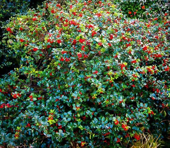 HOLLY (ILEX), ROYAL FAMILY, #3