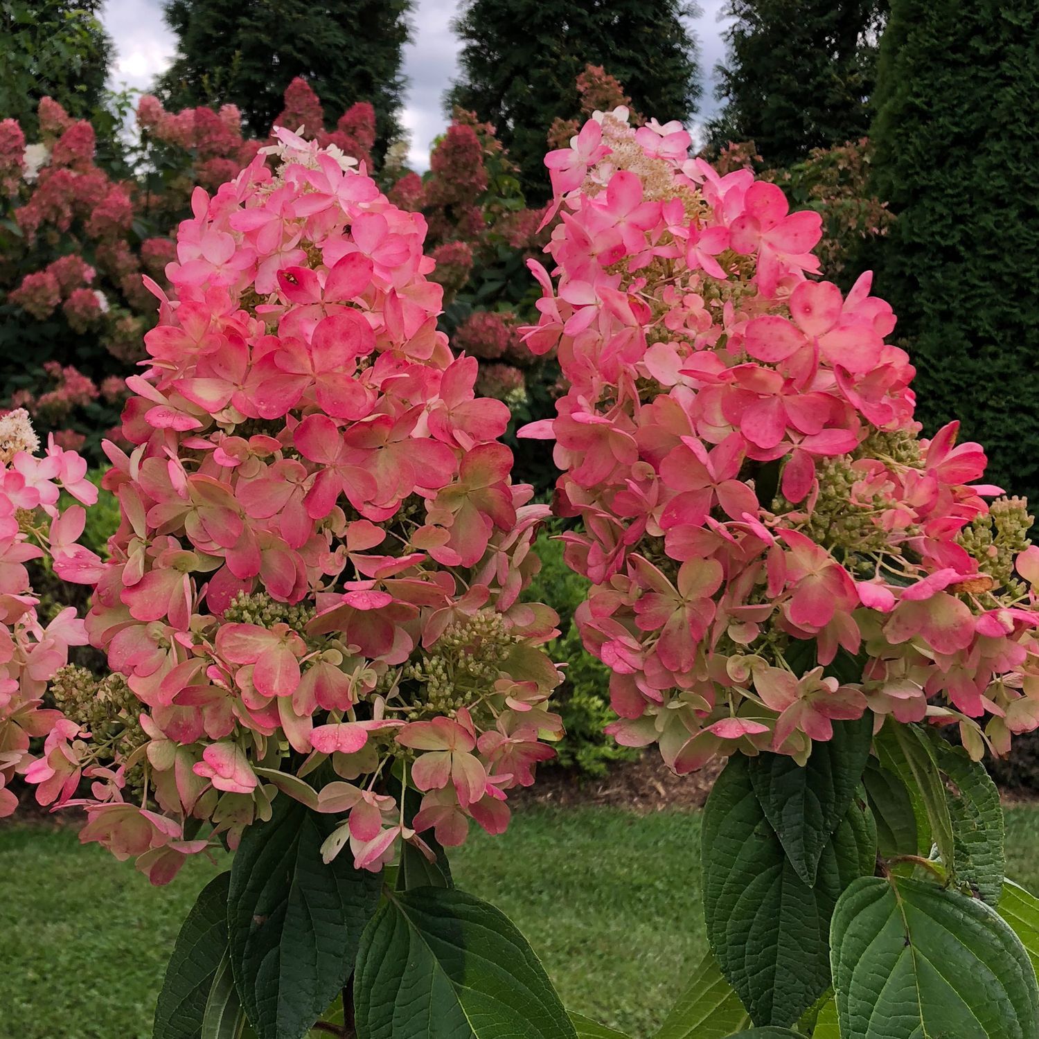 HYDRANGEA, PINKY WINKY PRIME, #3
