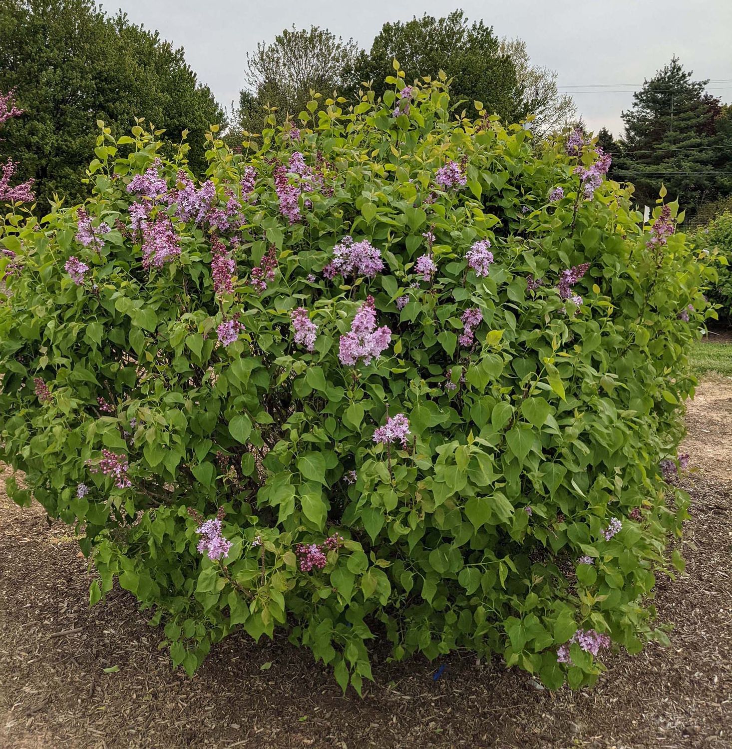 LILAC, NEW AGE LAVENDER, #3