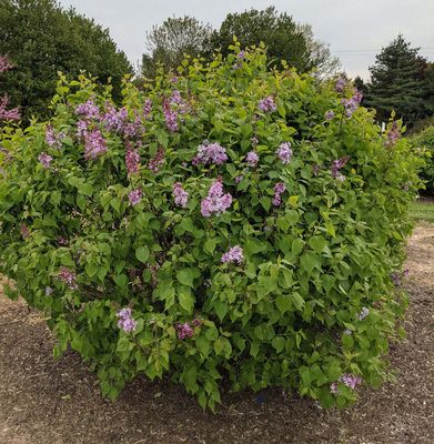 LILAC, NEW AGE LAVENDER, #3