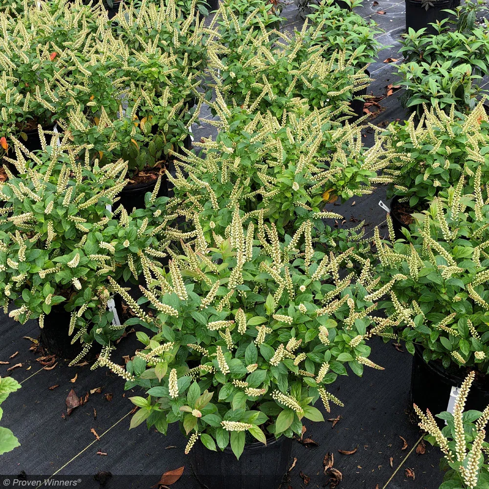 ITEA, FIZZY MIZZY, #3