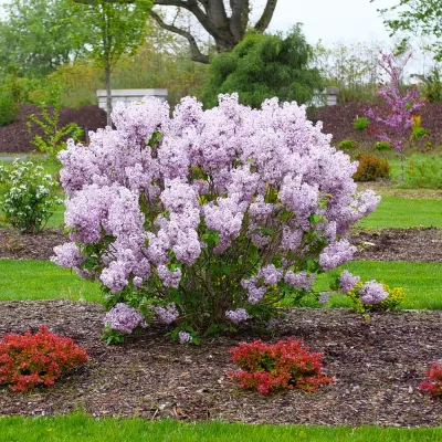 LILAC, SCENTARA PURA, #5