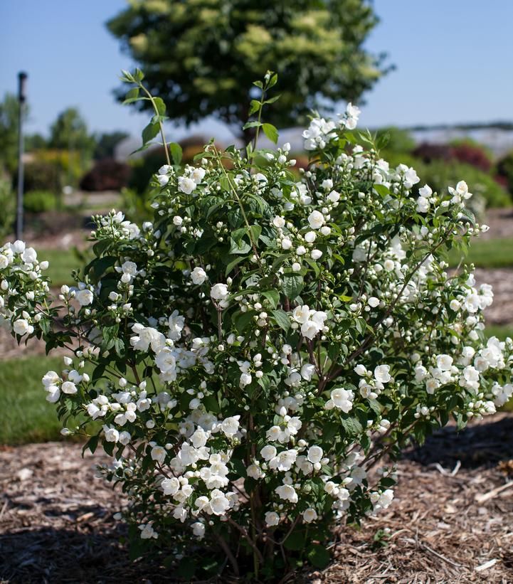 MOCK ORANGE, SNOW WHITE FANTASY, #3
