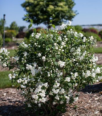 MOCK ORANGE, SNOW WHITE FANTASY, #3