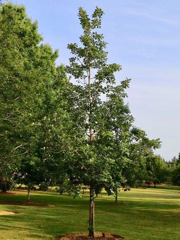 OAK, URBAN PINNACLE, #15