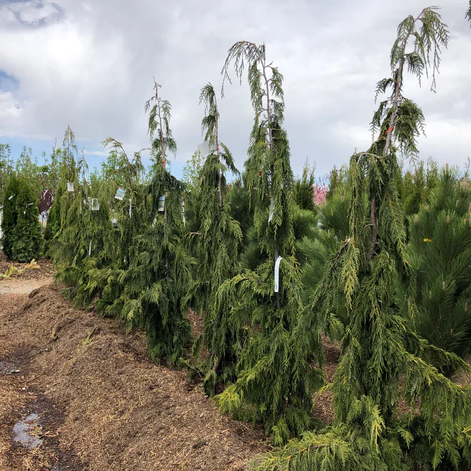 ALASKAN CEDAR, GREEN ARROW, #10