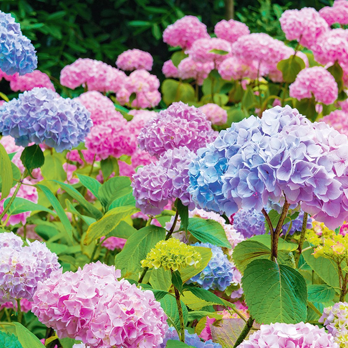 HYDRANGEA, PINKY WINKY, #3
