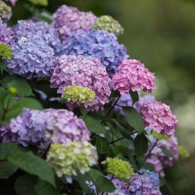 HYDRANGEA, E.S. BLOOMSTRUCK, #5