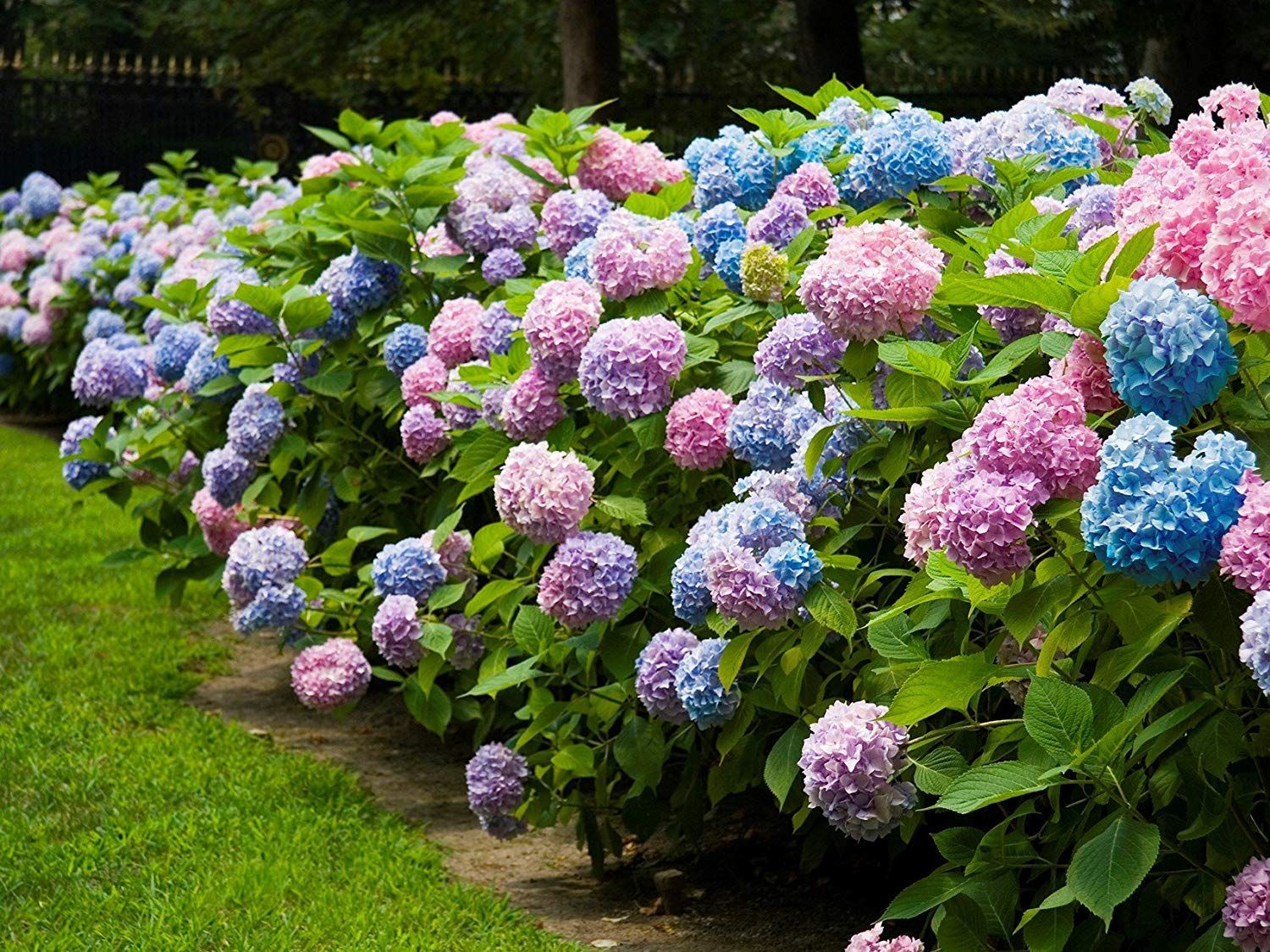 HYDRANGEA, ENDLESS SUMMER, #5