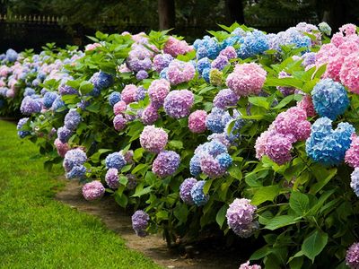 HYDRANGEA, ENDLESS SUMMER, #5